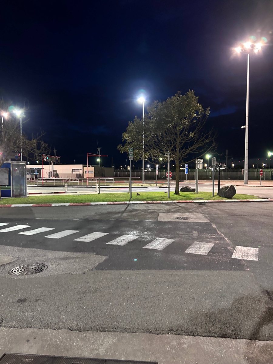 Wild rabbits grazing on the grass verge of the Eurotunnel Le Shuttle car park at night